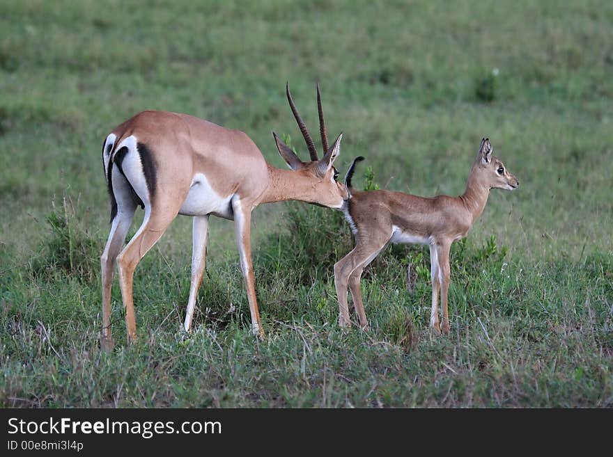 Gazelle mother and fawn