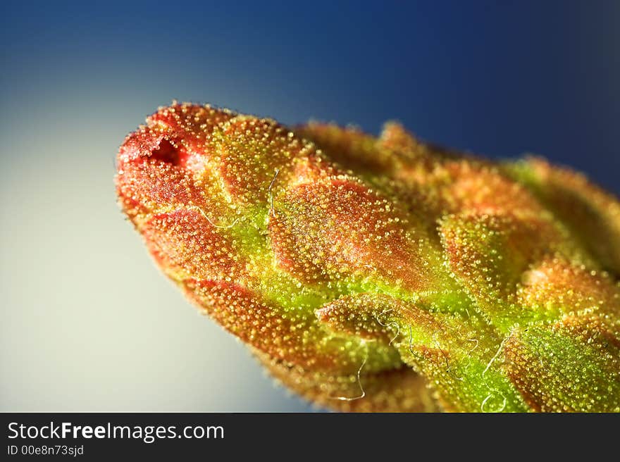 Extreme Close-up - Bud