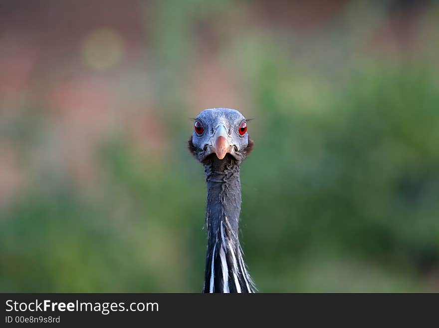 Vulturine Guineafowl