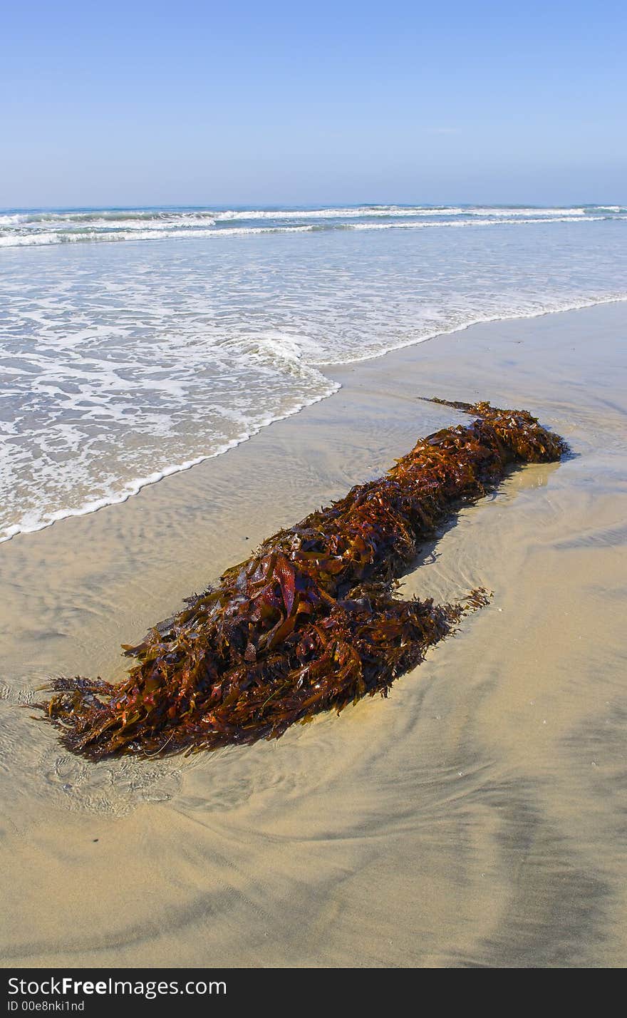 Water plant at the beach