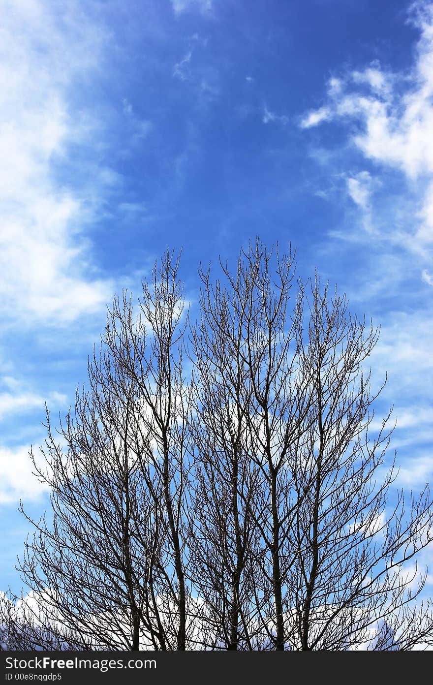 A photo of trees useful as background. A photo of trees useful as background