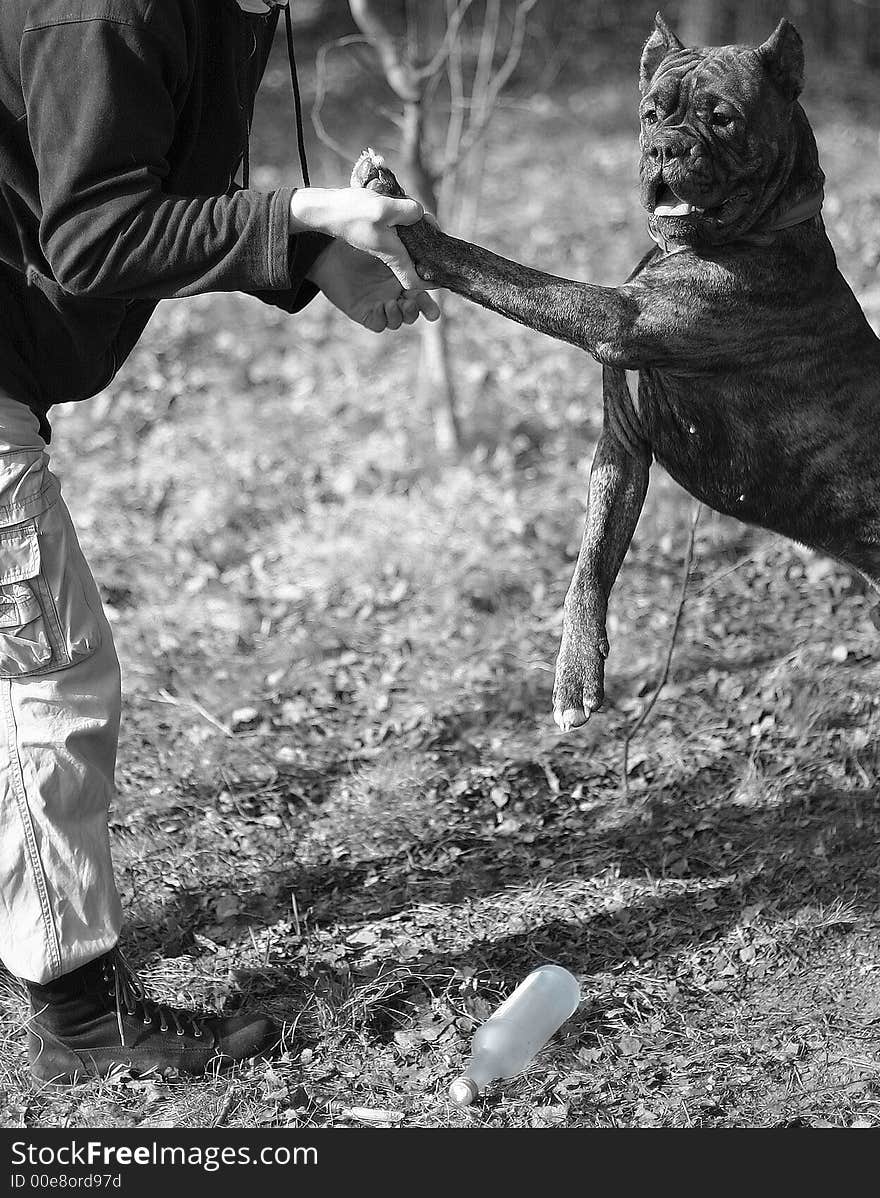 Non-directed image, it seems that vodka bottle is falling out of the dog's arm. Non-directed image, it seems that vodka bottle is falling out of the dog's arm