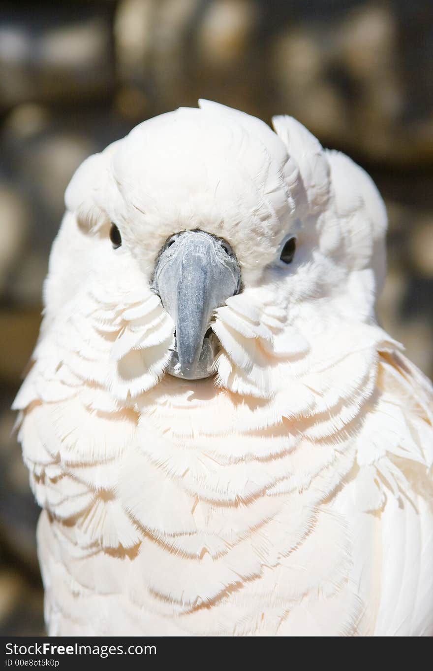 White Parrot