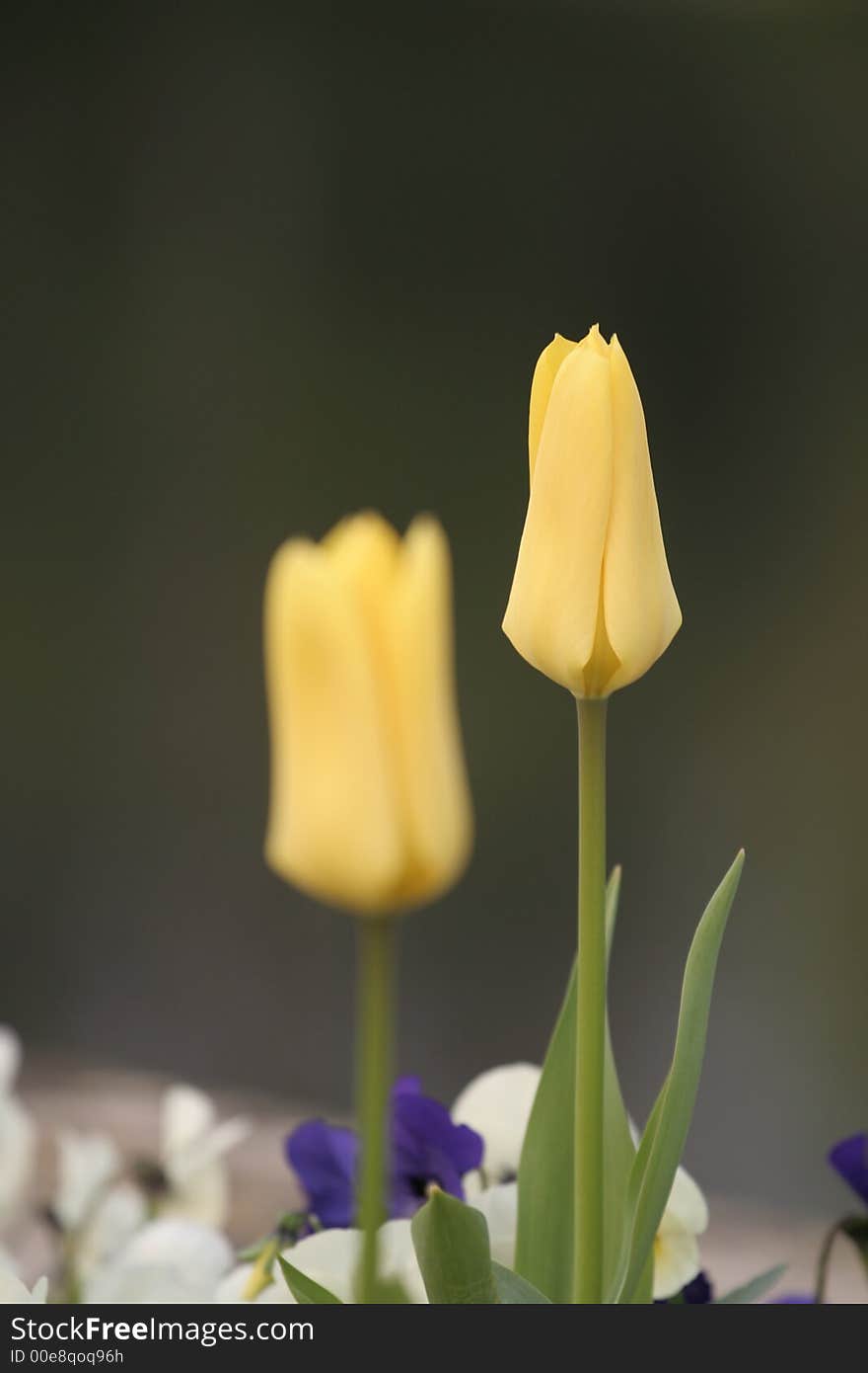 Yellow Tulips