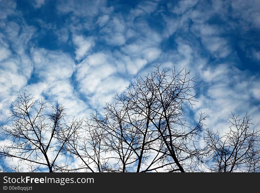 Tree branches on the sky