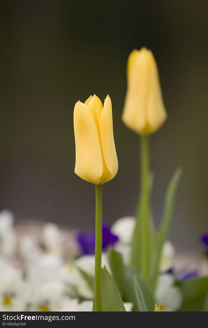 Yellow Tulips I