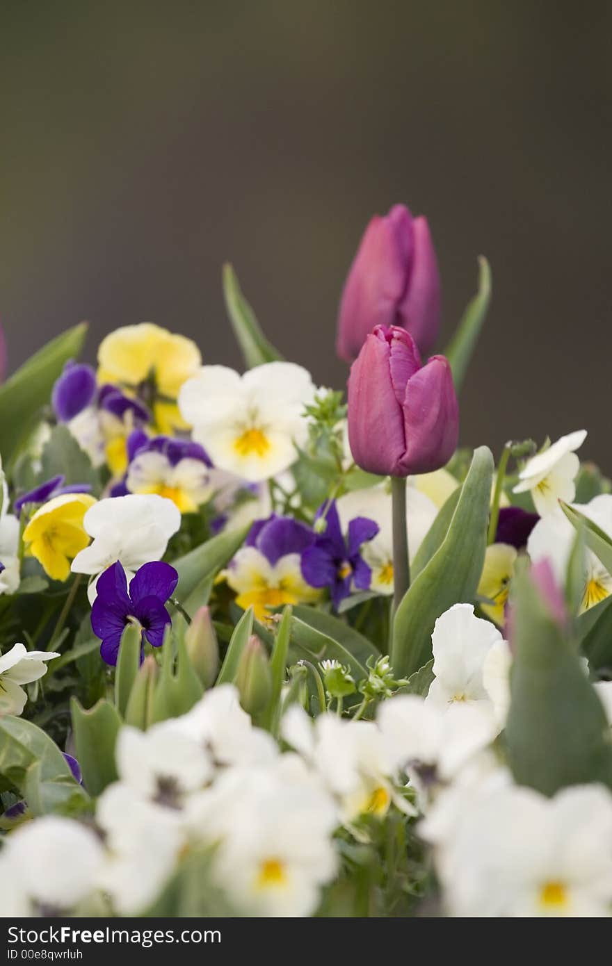 Mauve Tulips