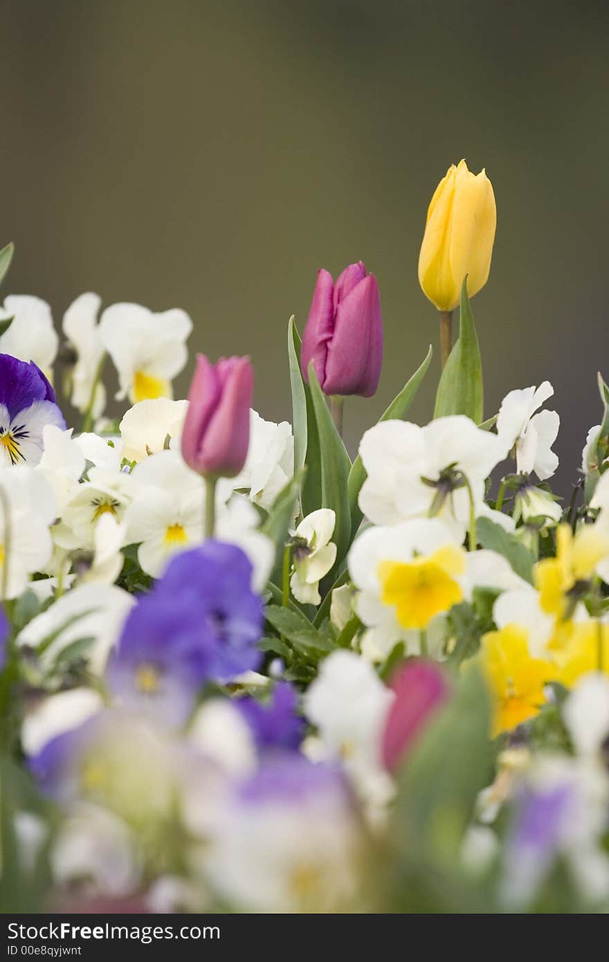 Tulips different colors on blurry background. Tulips different colors on blurry background