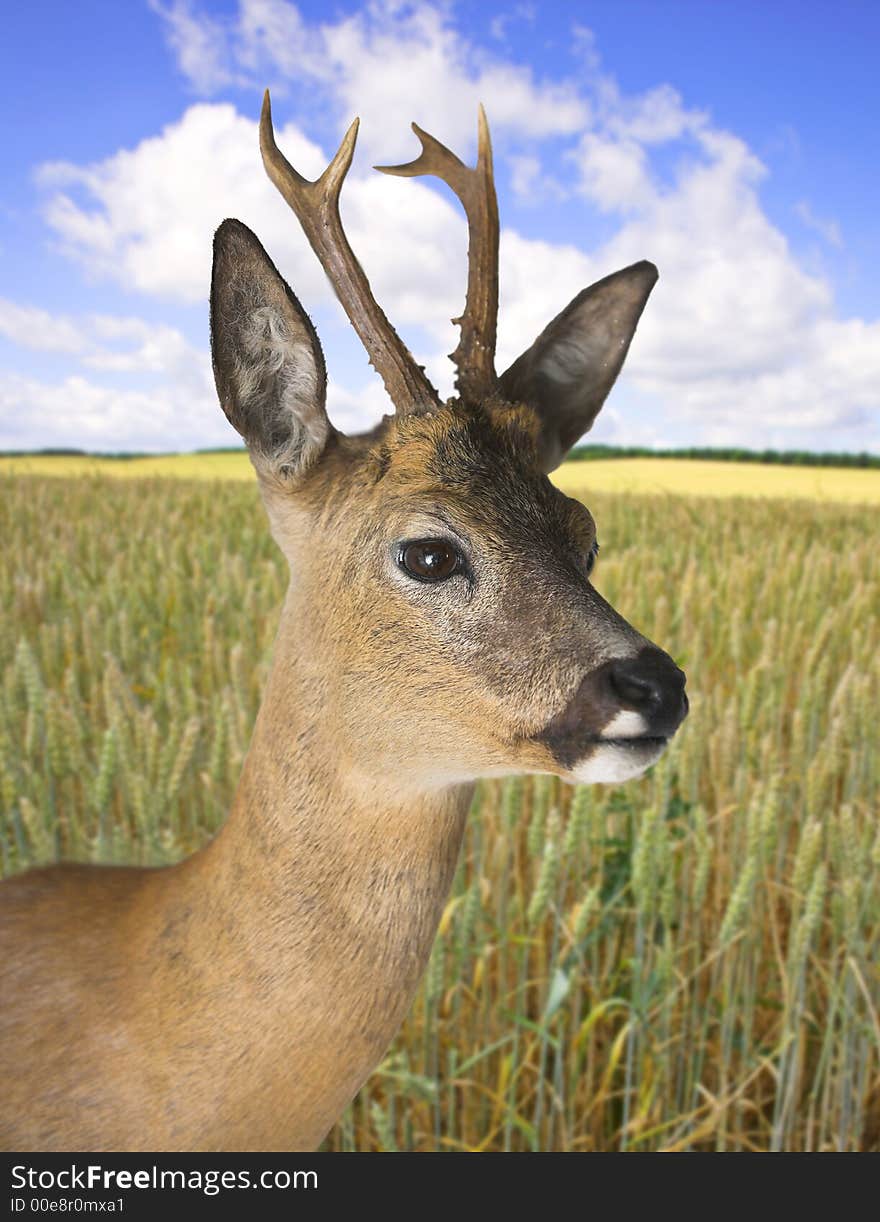 Young deer on a summer day