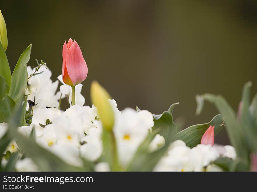 Red tulip