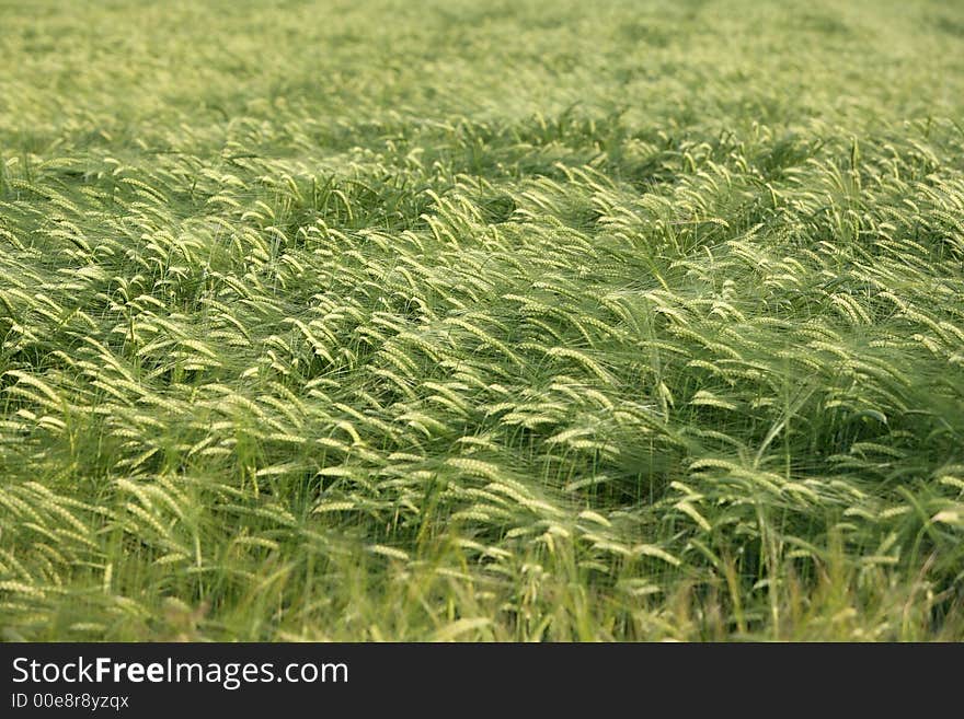 Crops field detail ideal for backgrounds. Crops field detail ideal for backgrounds