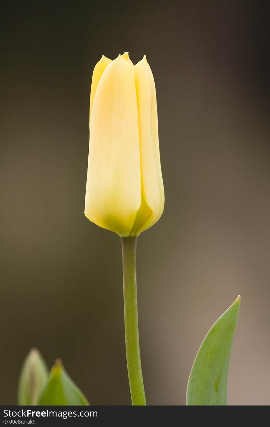 Yellow Tulip