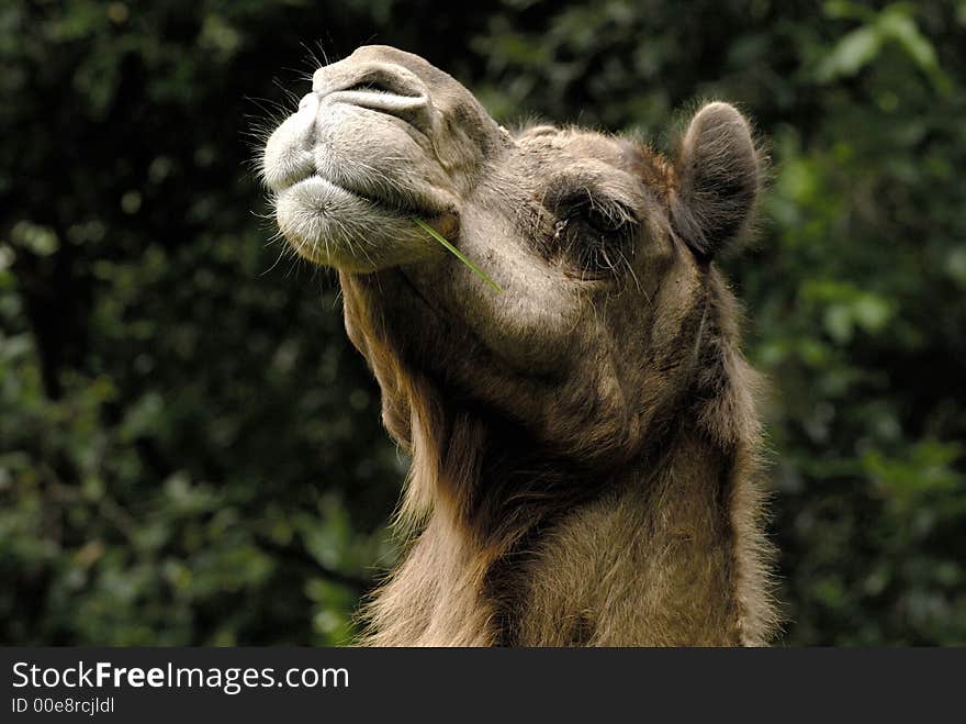 A proud camel raising up his head. A proud camel raising up his head