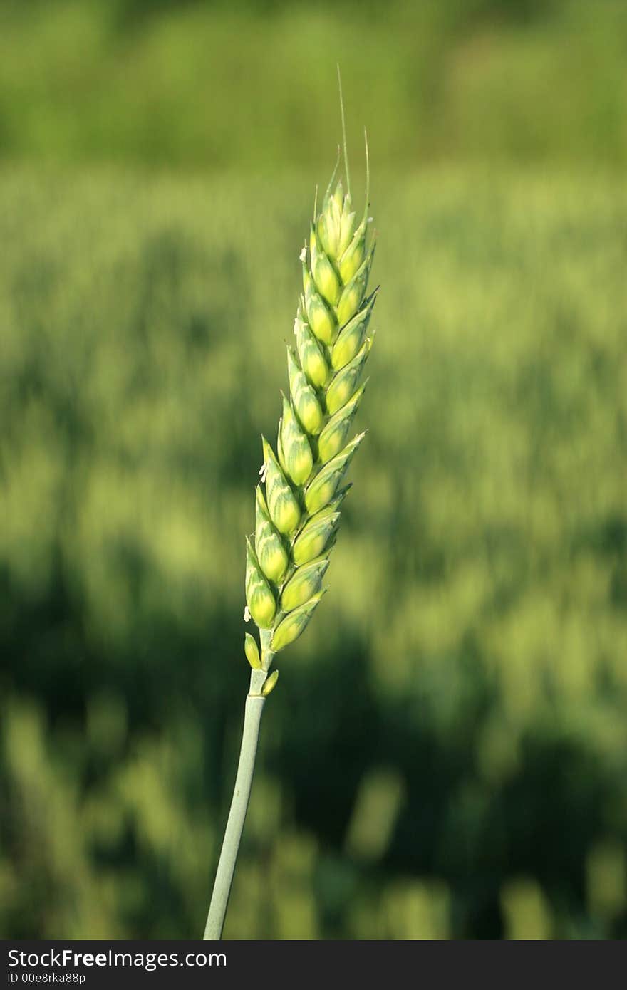 Detail of a wheat field