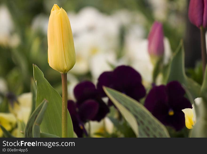 Yellow tulip close-up with blurry background. Yellow tulip close-up with blurry background