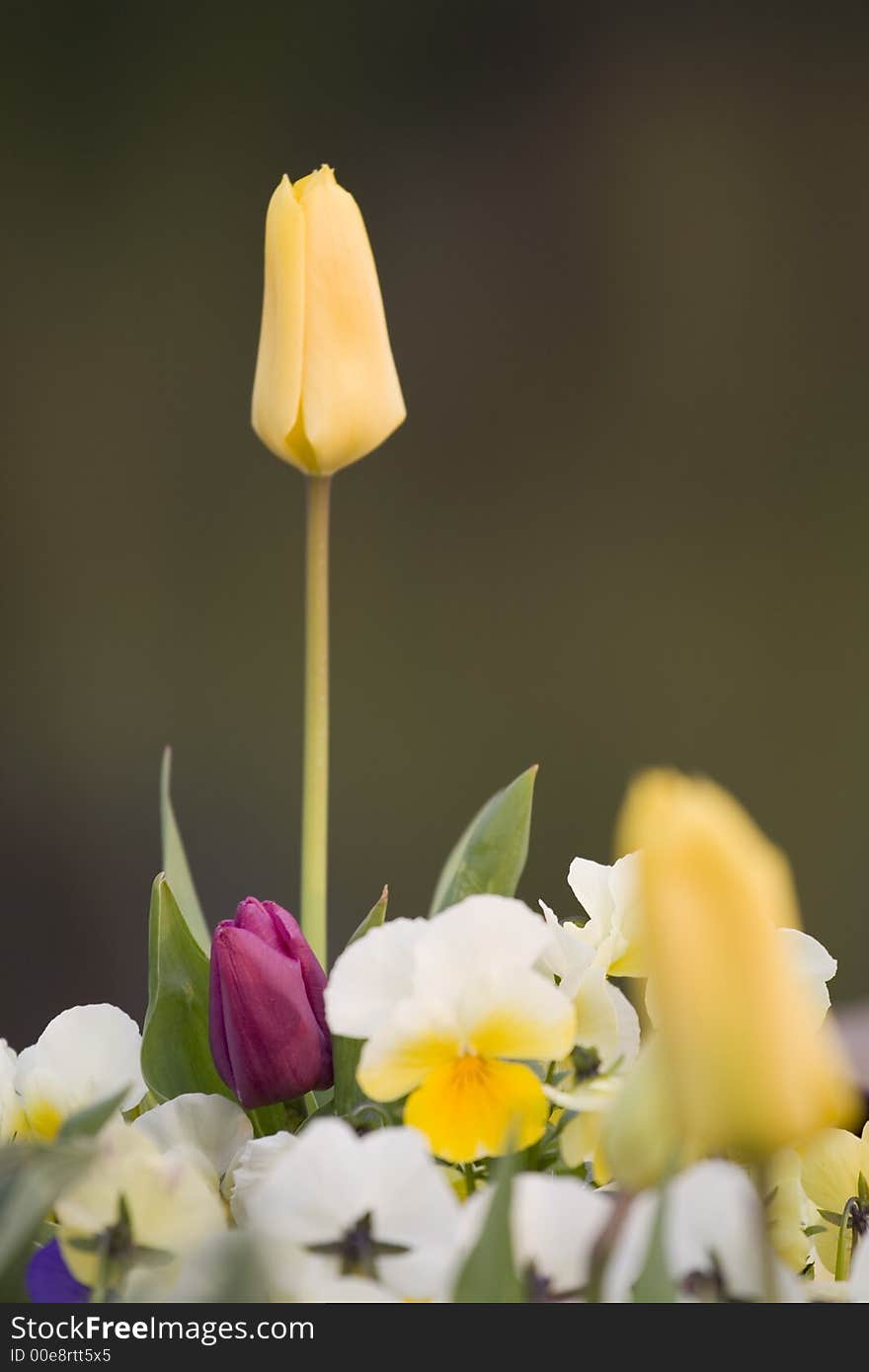 Yellow tulip close-up wuth blurry background. Yellow tulip close-up wuth blurry background