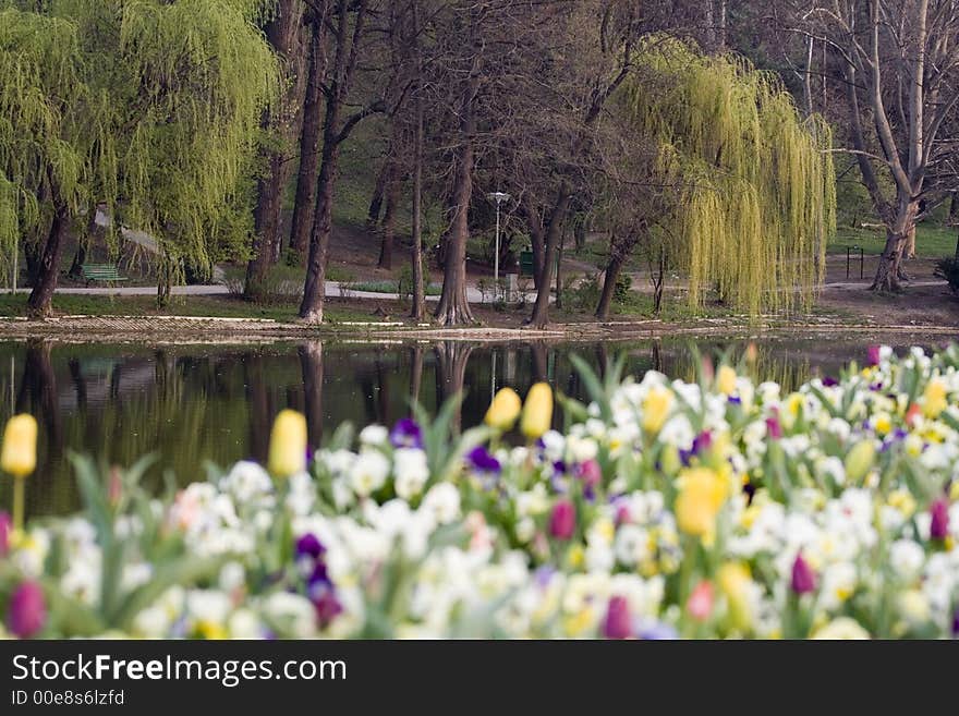 Spring in the park