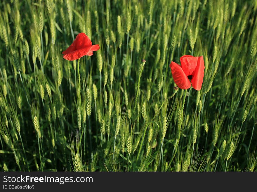 Two poppy flowers in a crops field