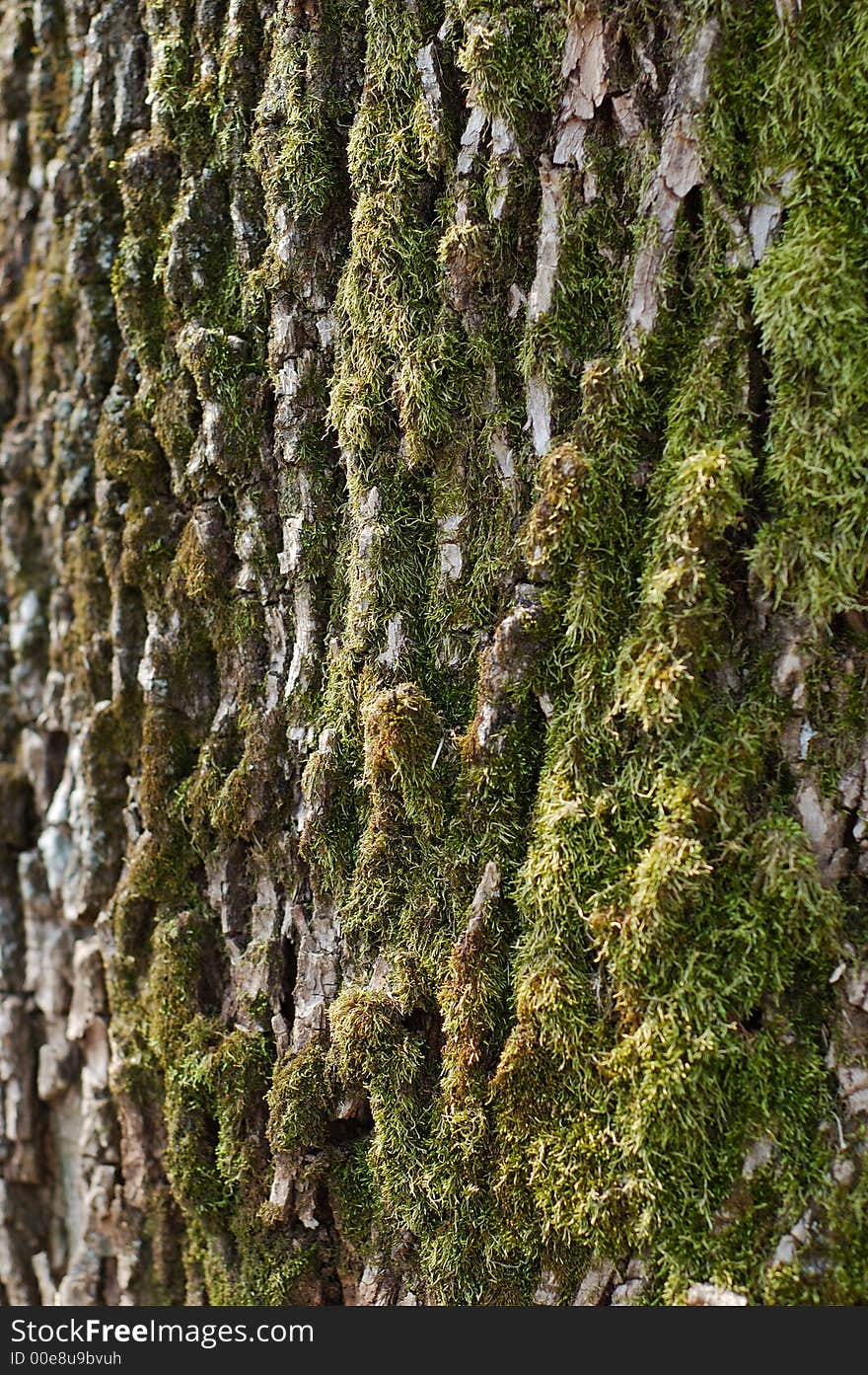 Close-up texture shot of tree bark and moss. Close-up texture shot of tree bark and moss.