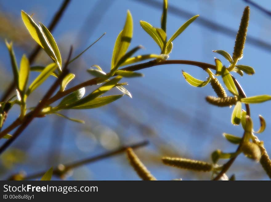 About spring and waking of nature. About spring and waking of nature