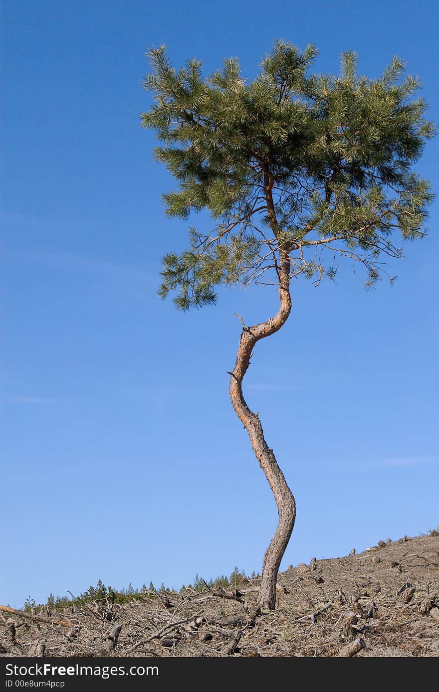 Lonely pine tree survived forest fire on the slope