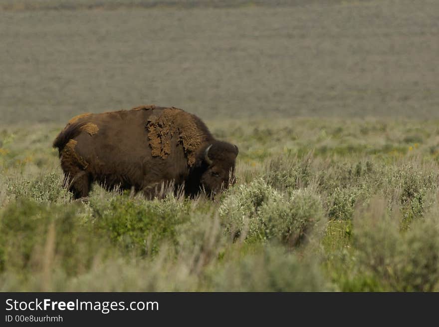 Buffalo grazing near the Grand Tetons outside of Jackson, Wyoming.