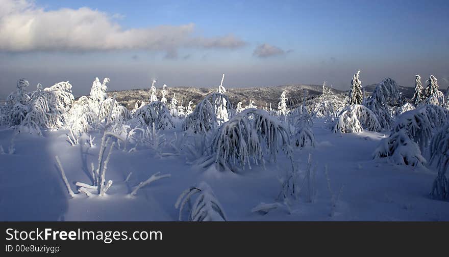 Frozen trees