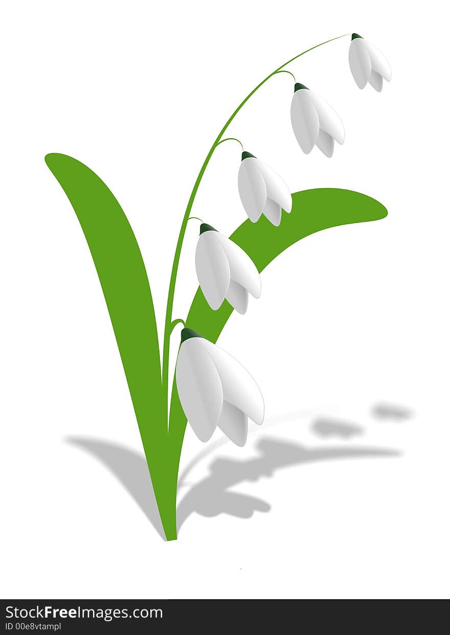 Flower - a lily of the valley, with green leaves on a white background. Flower - a lily of the valley, with green leaves on a white background.