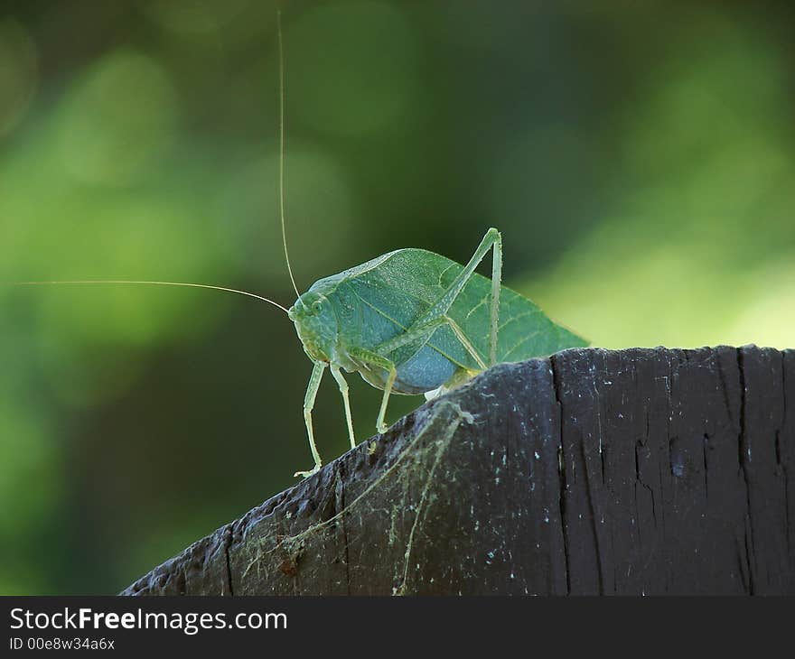 Katydid Macro