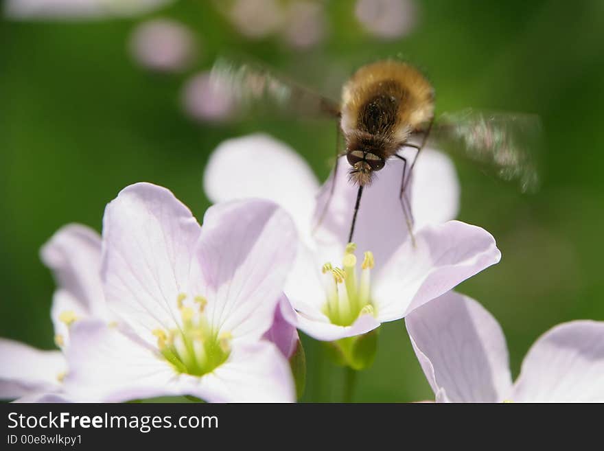 Horsefly