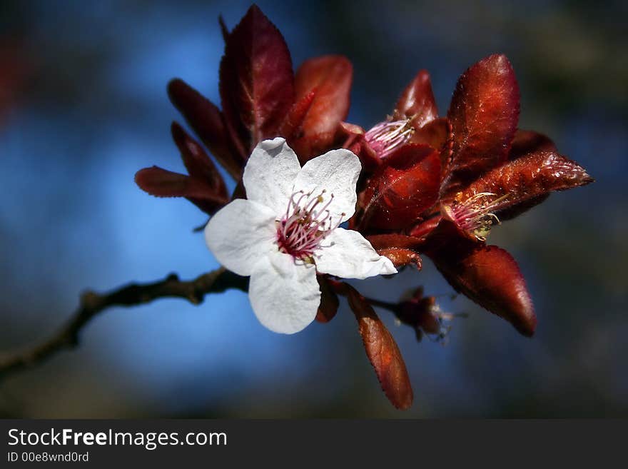 About spring and beautiful flower. About spring and beautiful flower