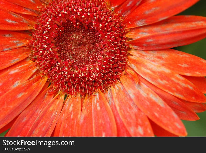 Not the most beautiful gerbera, she shows a little age. 
Early Autumn. Not the most beautiful gerbera, she shows a little age. 
Early Autumn.