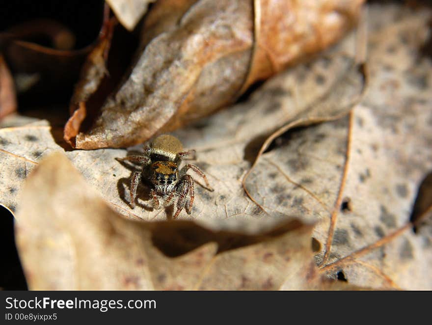 Macro image of a salticide on the forest floor. Macro image of a salticide on the forest floor.