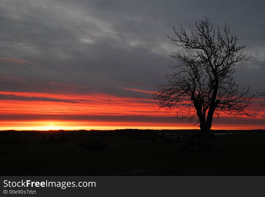 Tree on a background of red rising