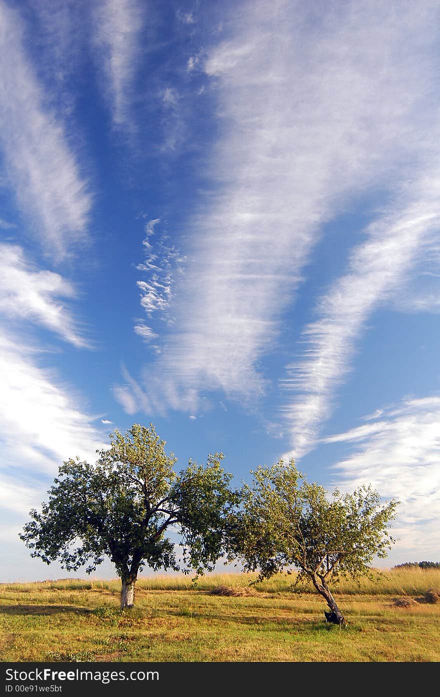 Two trees and plumose clouds