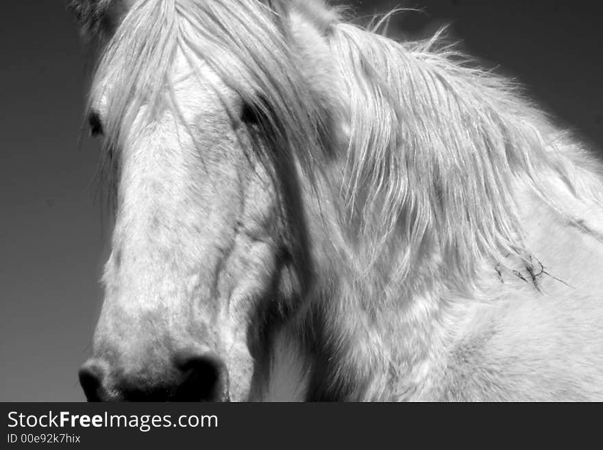 An image of a horse on a farm.