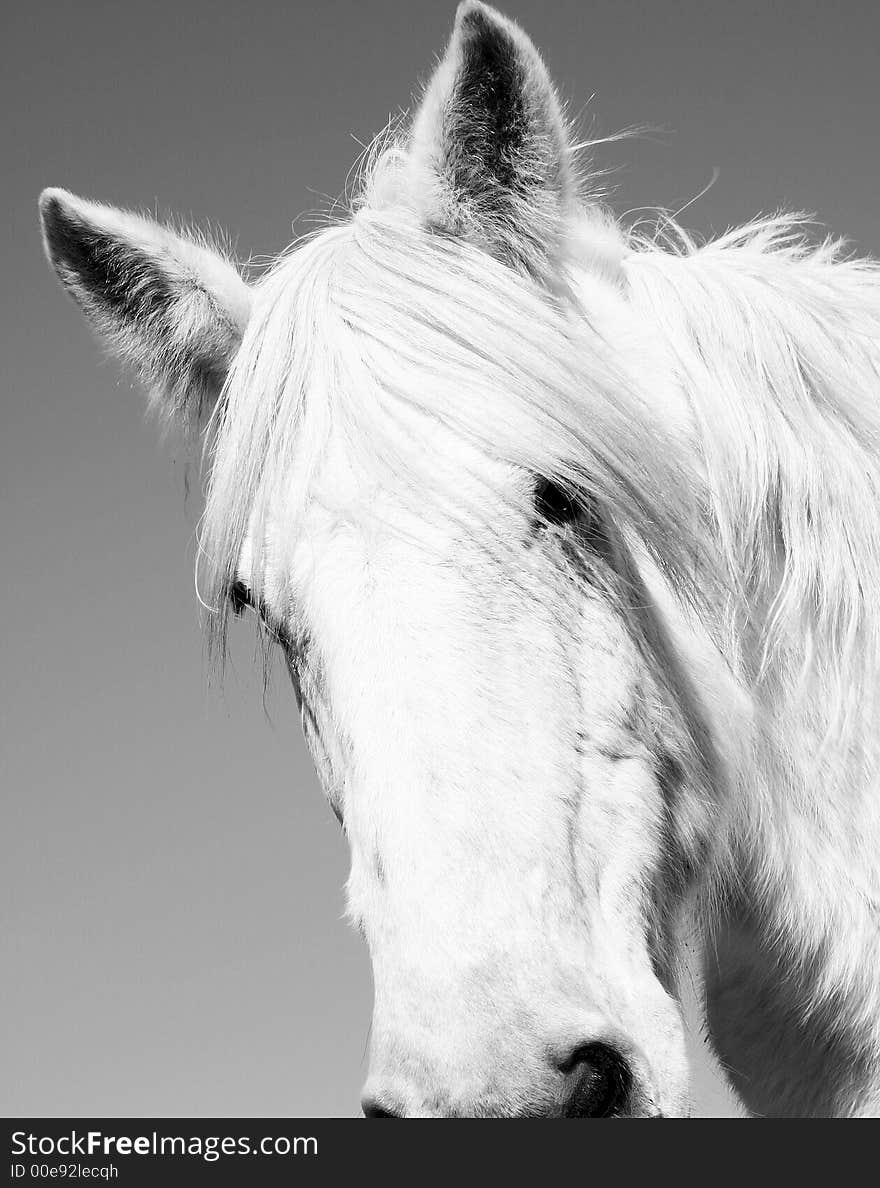 An image of a horse on a farm.