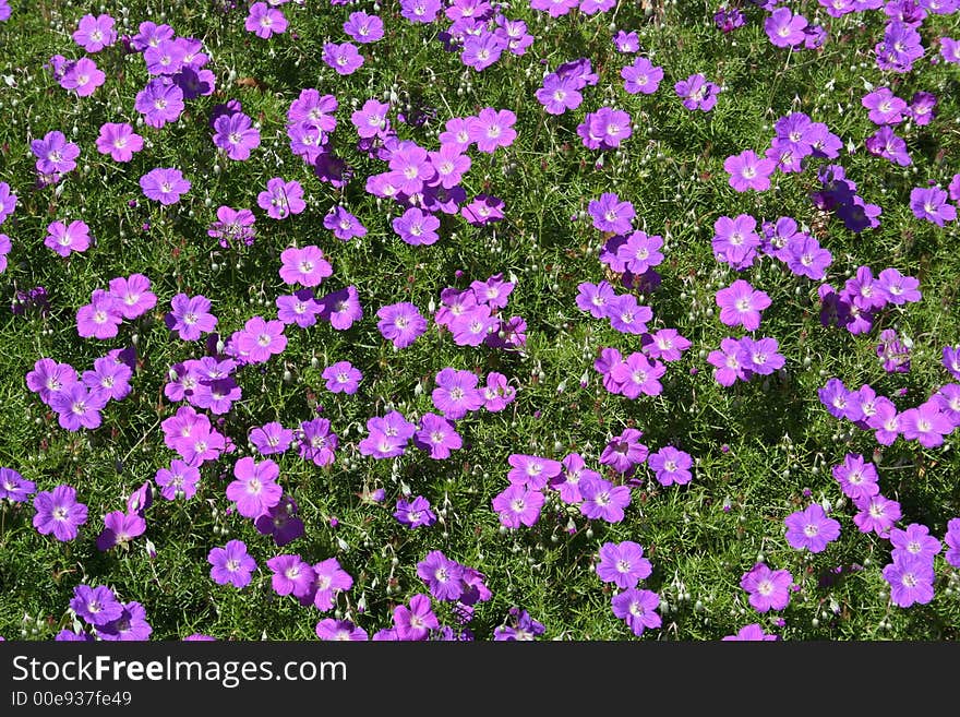 Carpet of Flowers