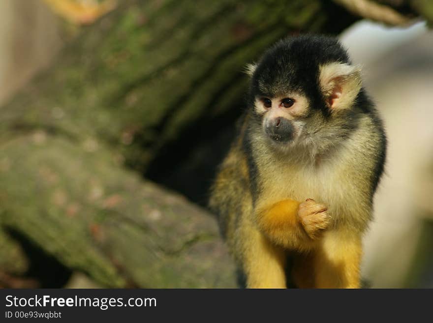 Cute Squirrel Monkey (Samiri Boliviens)