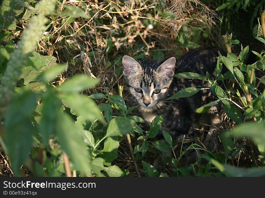 Image of a cat with an expressive face. Image of a cat with an expressive face.