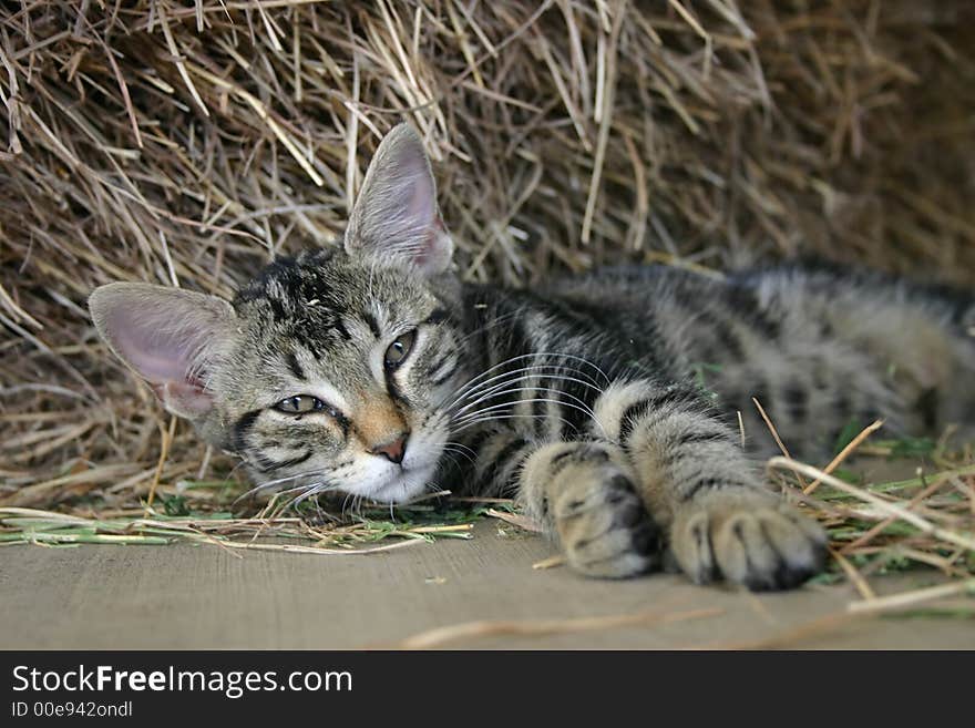 These are photos of ferule and my own cats with different expressions.