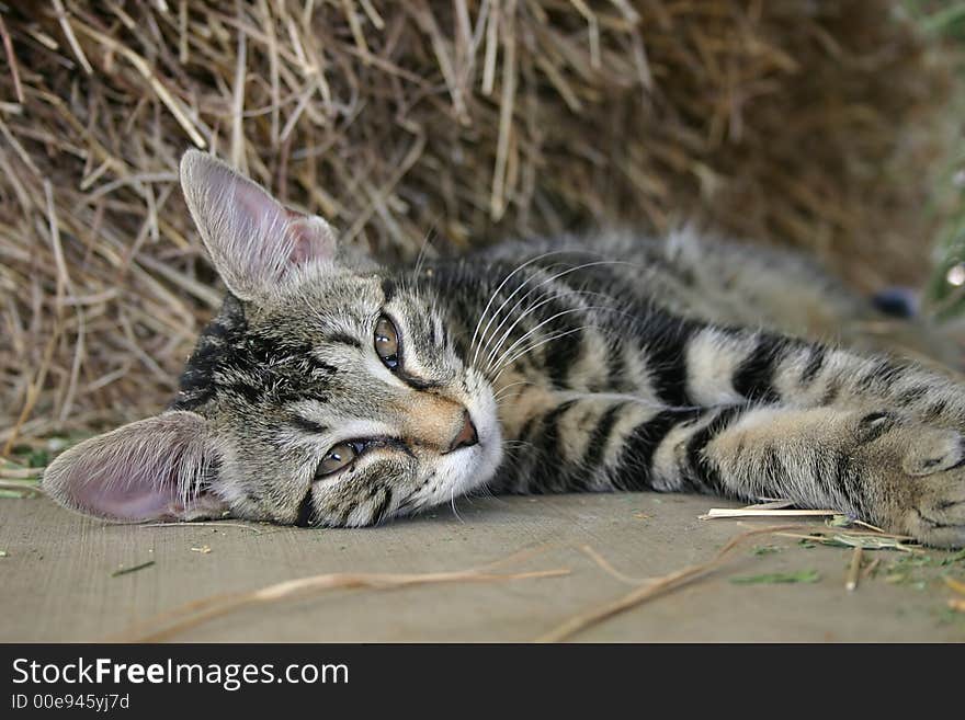 These are photos of ferule and my own cats with different expressions.