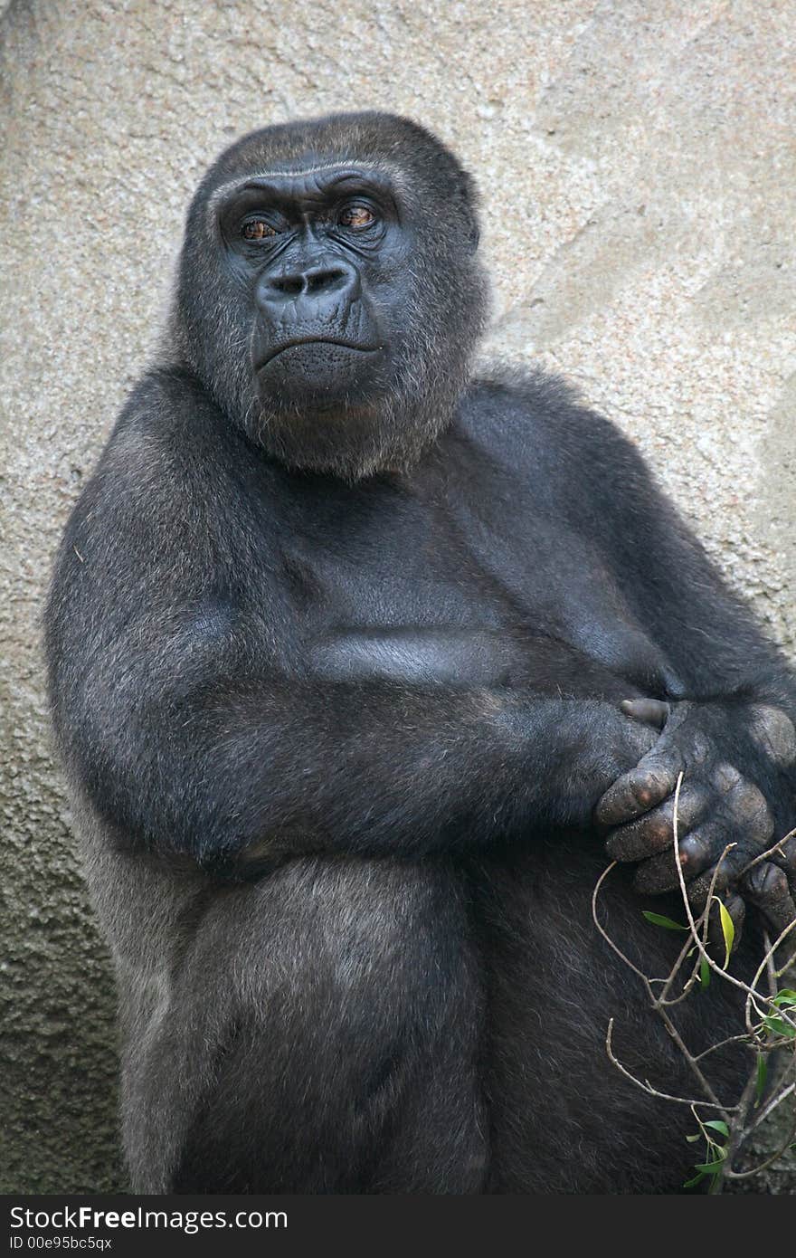 Angry looking black male gorila. Angry looking black male gorila