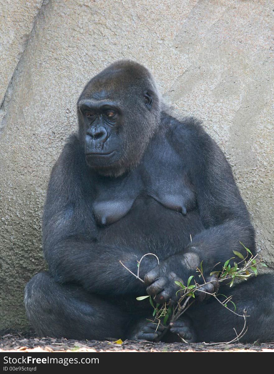 Female black gorilla looking away. Female black gorilla looking away