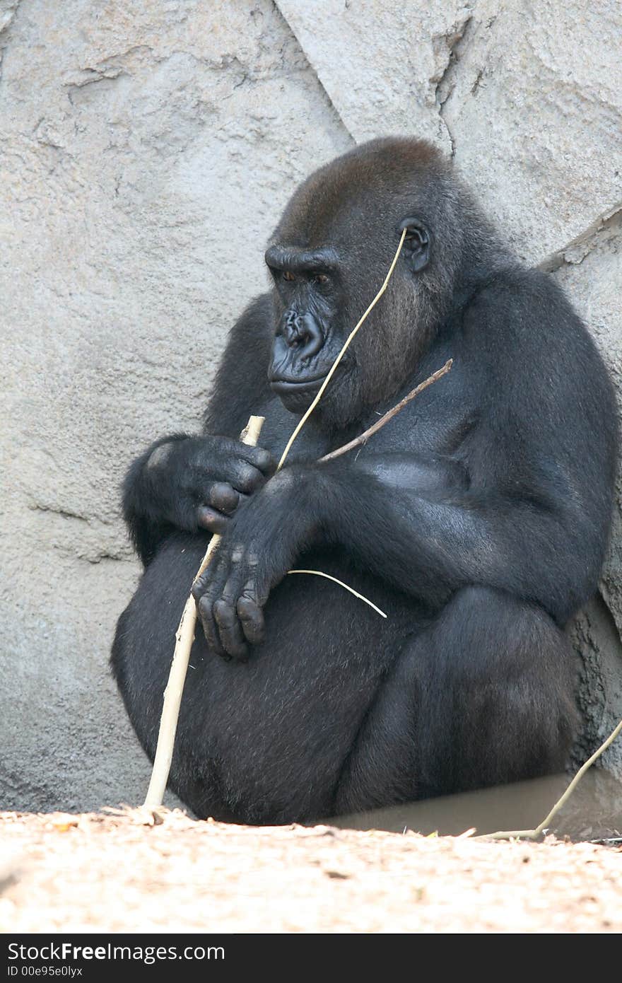 Fat black female gorilla playing with a branch. Fat black female gorilla playing with a branch