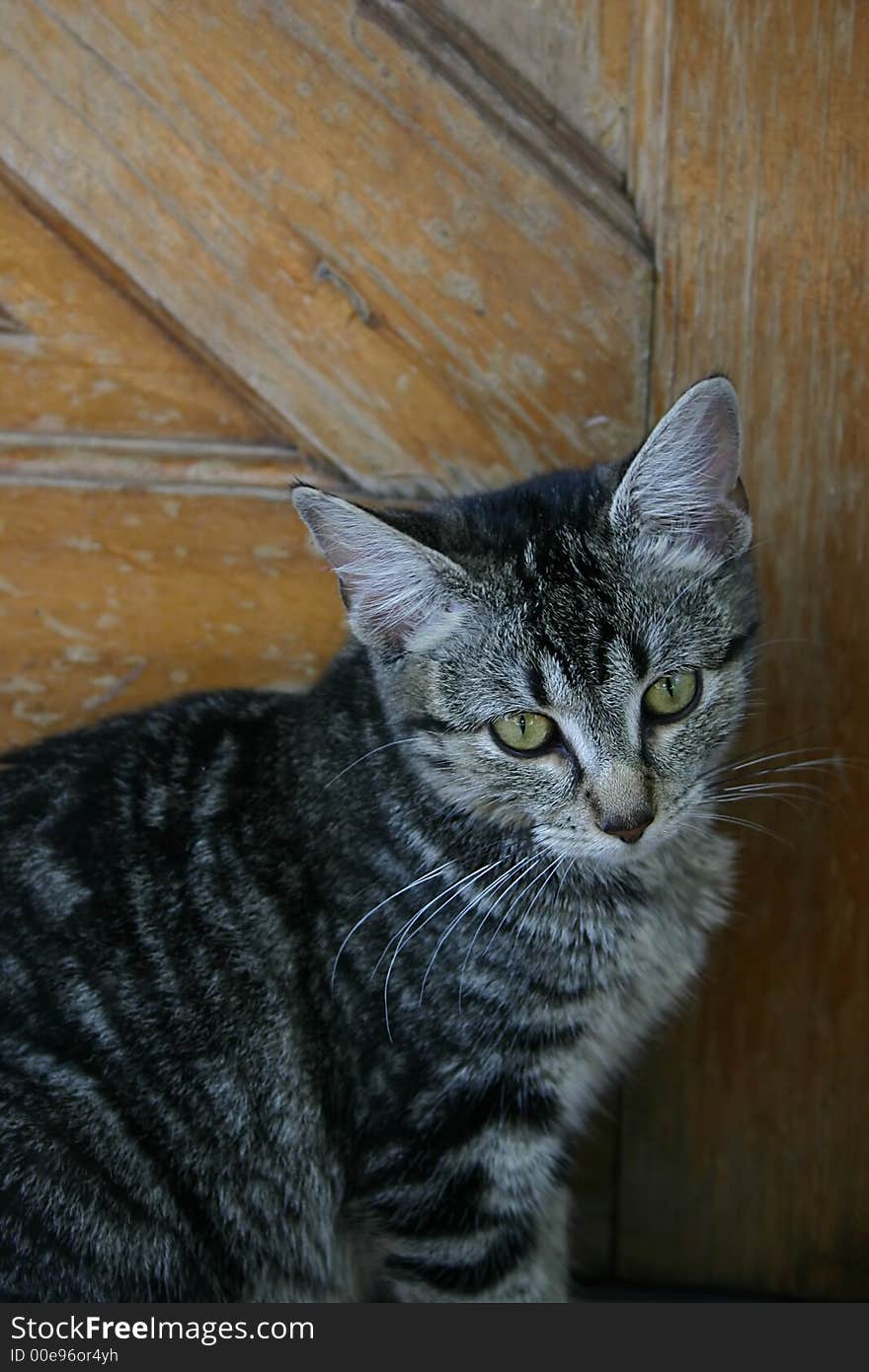 Image of a cat with an expressive face. Image of a cat with an expressive face.