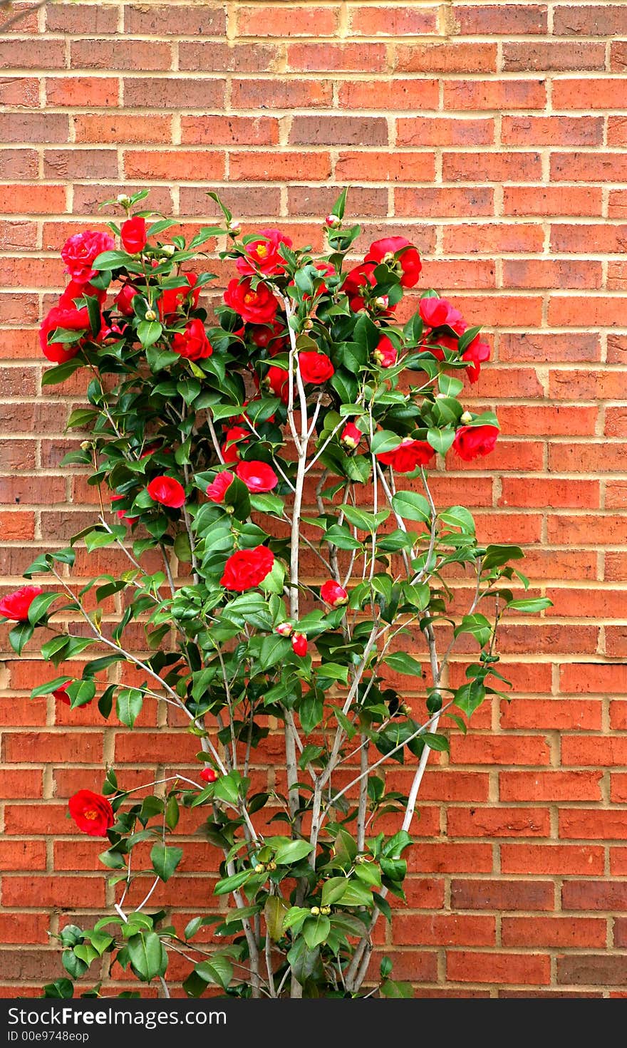 A flowering shrub up against a brick wall. A flowering shrub up against a brick wall