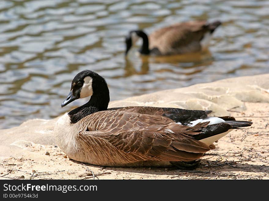 A pair of geese on the shore of a lake. A pair of geese on the shore of a lake