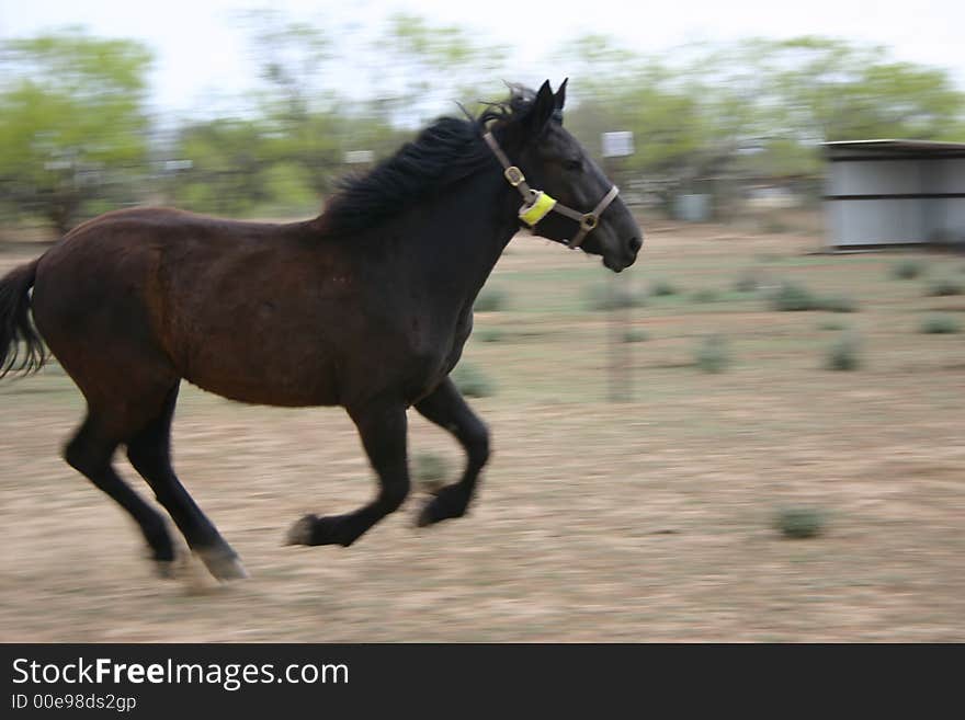 An image of a horse on a farm.