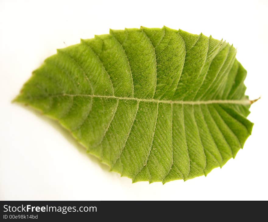 Green leaf in perspective isolated on a white background